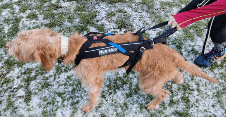 A non-stop dogwear harness used to compete in Canicross