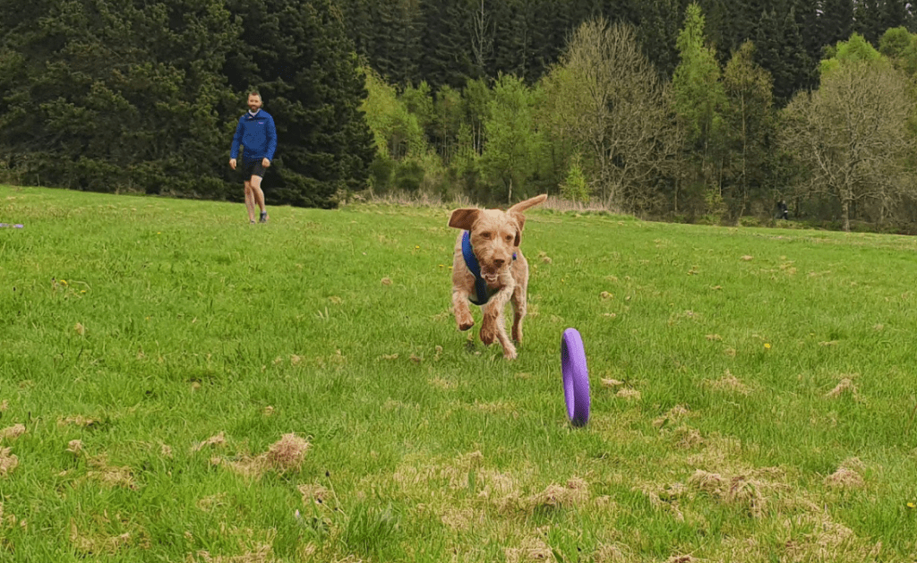 A dog running after a dog puller ring