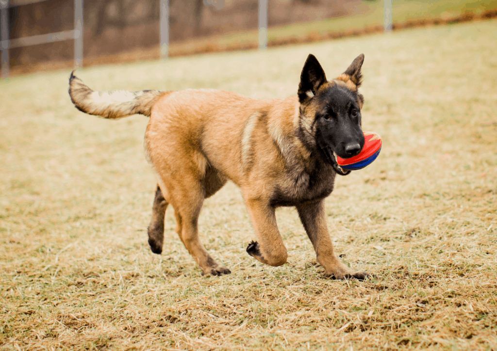 A Belgian malinois puppy plays with a red and blue rugby ball