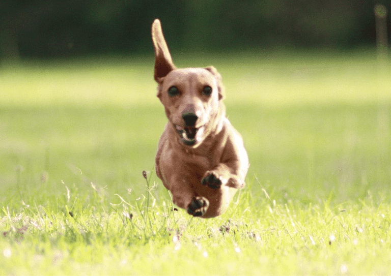 A dachshund running full speed with all four paws having left the ground