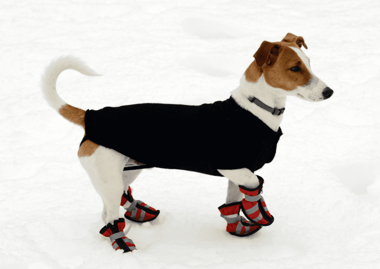 A Jack russell terrier wearing red dog shoes and a black body warmer in the snow