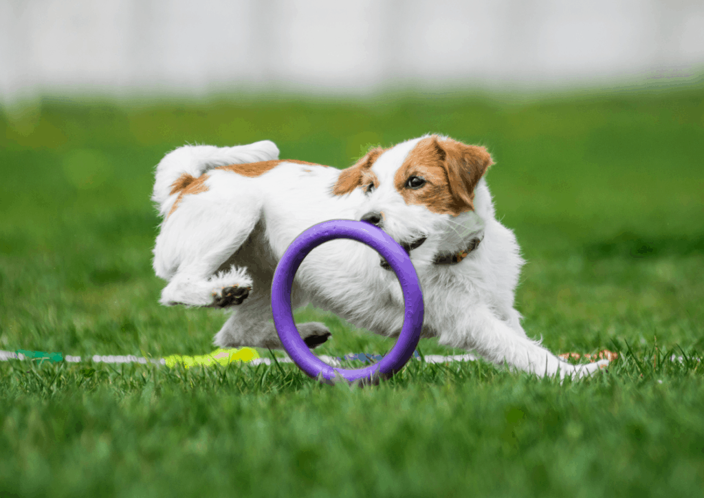 A small white and brown terrier chases after a purple puller ring