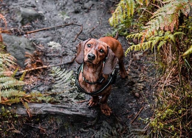 A very wet brown Dachshund looks up at its owner whilst out on a walk in the forest
