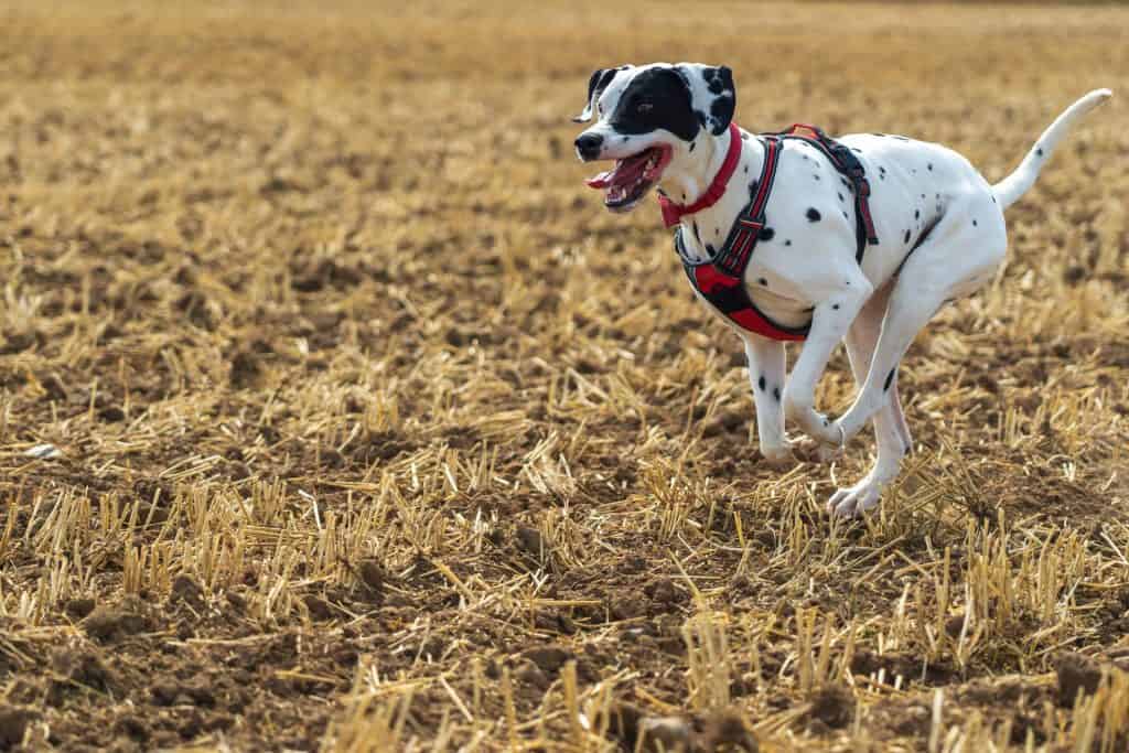 A white and black dog runs across a field of crop stubble whilst wearing a red harness