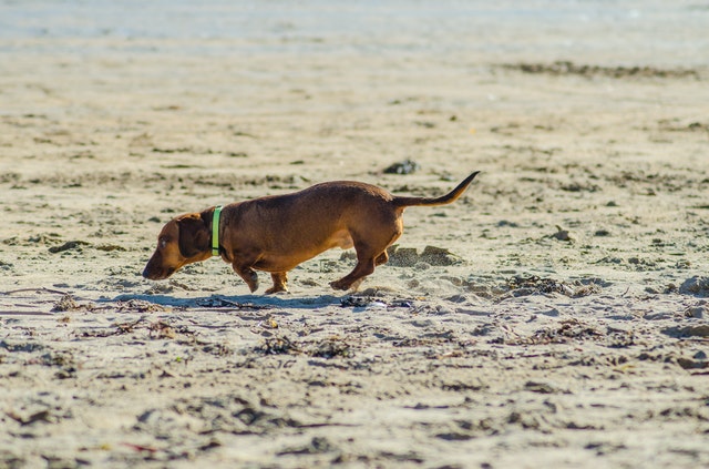 A Dachshund wearing a green collar goes for a walk on the beach