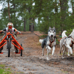 Three huskies pull a bright orange dog scooter whist competing in a dog scootering race