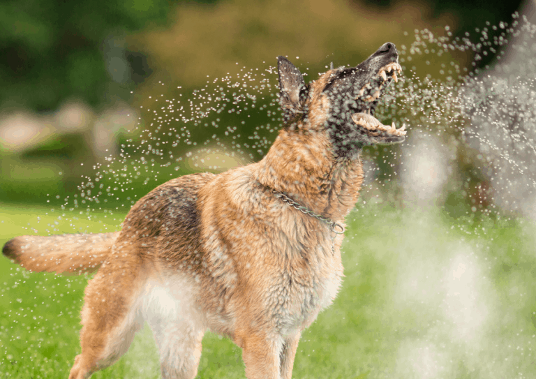 A German shepherd dog attempts to catch water coming from a hose in its mouth