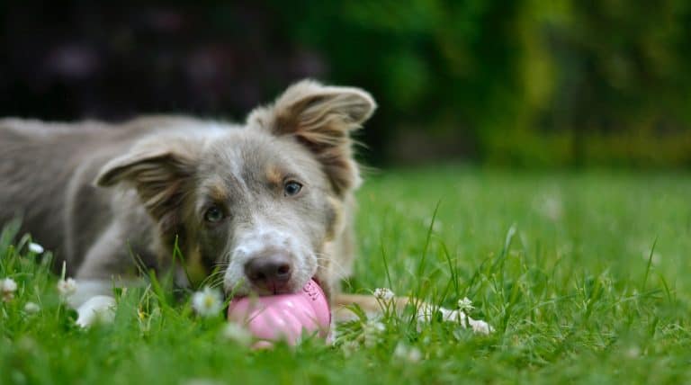 A young collie plays with a pink Kong outdoors on grass