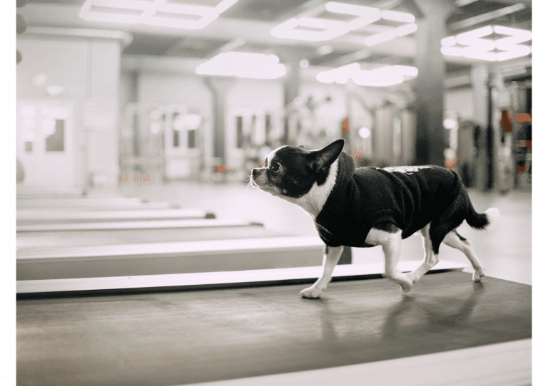 A chihuahua in a black pullover running on a treadmill