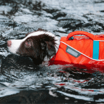 A brown and white collie dog swimming whilst wearing an orange flotation vest