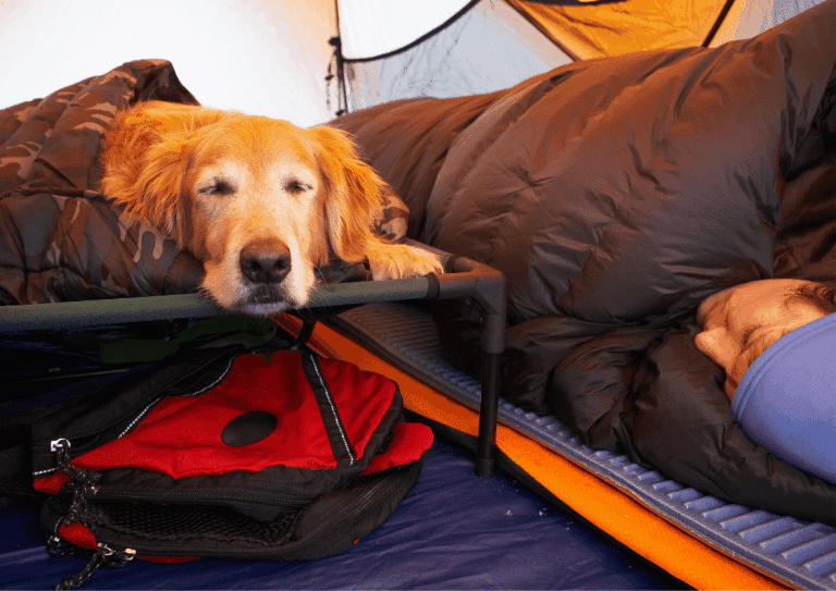 A dog sleeps on a raised bed inside a tent