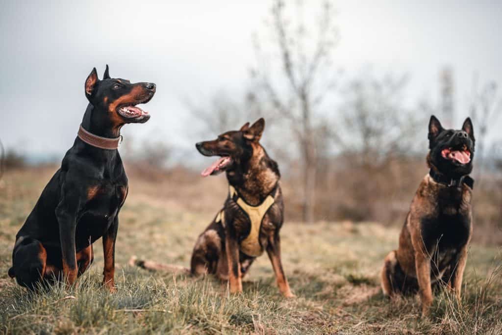 Three large dogs sit beside one another in a field