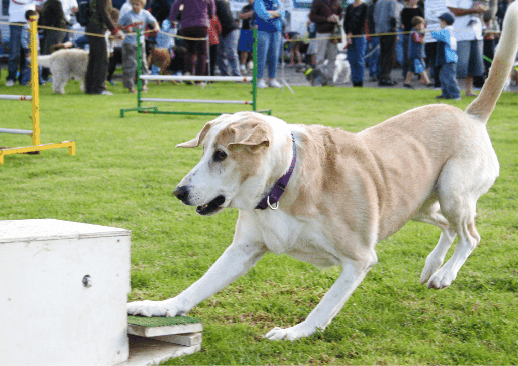 A large dog in a purple collar plays flyball