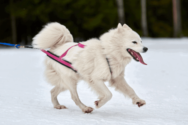 A samoyed dog pulling a sled whilst running on snow