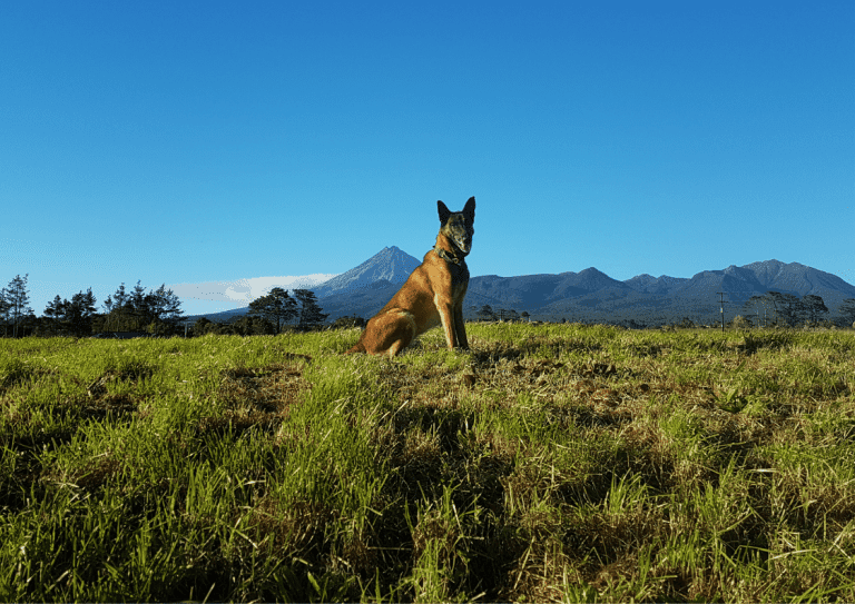 A Belgian Malinois dog in a grass field with a mountain range in the background