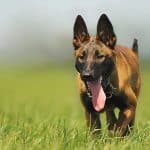 A close up on a focussed Belgian malinois dog walking on grass on a warm day