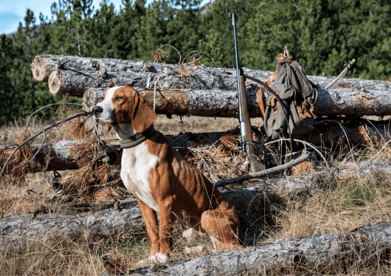 A male hunting dog in the back country with a rifle and backpack in the background