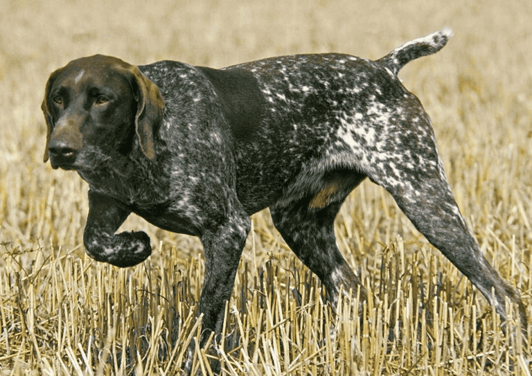A brown and white short haired pointer holding point in a field of stubble
