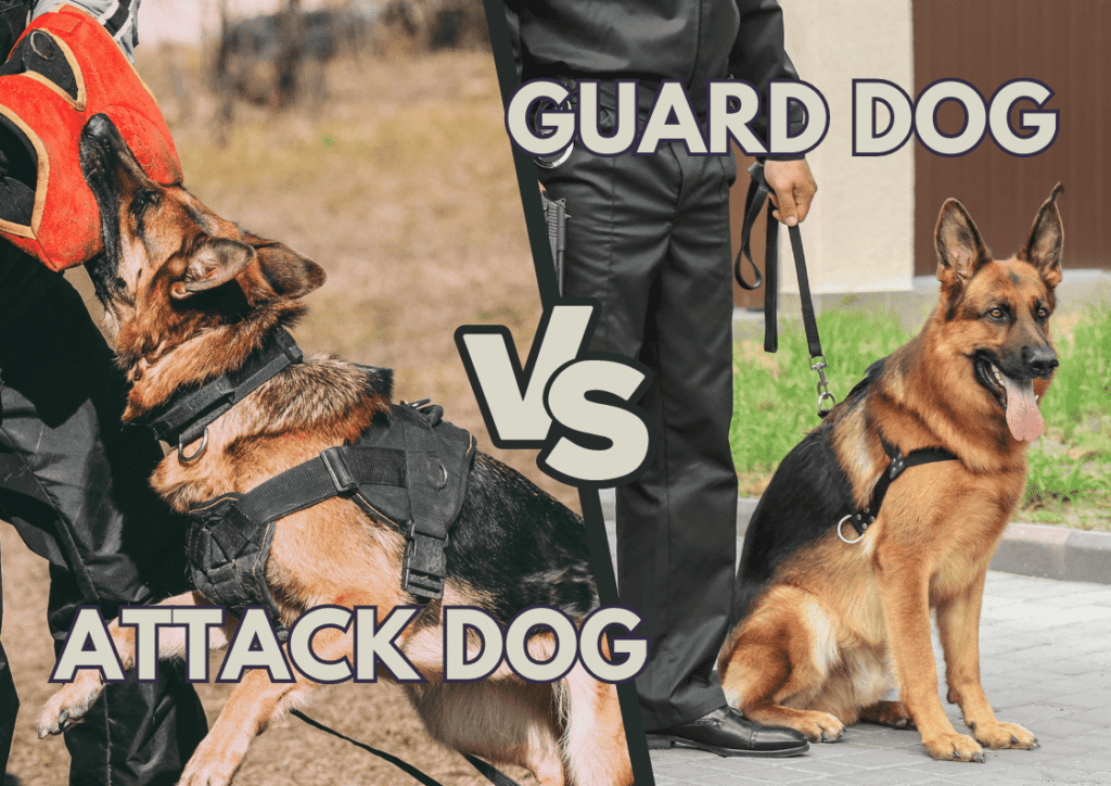 A guard dog vs attack dog sitting side by side