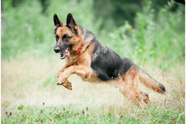 A German shepherd dog leaping over tall grass